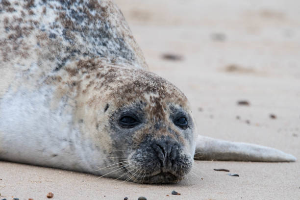 istock cute seal on the beach close up 854169632