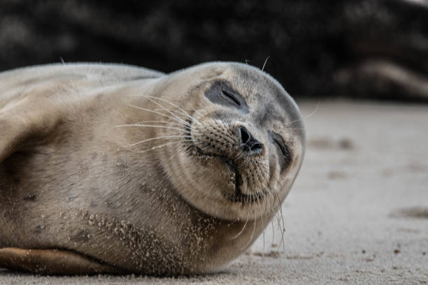 istock cute seal on the beach close up 854169640