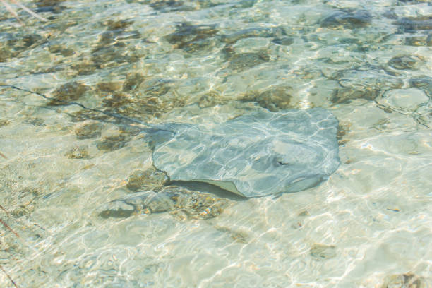 istock Pink whip ray, Himantura fai 854169960
