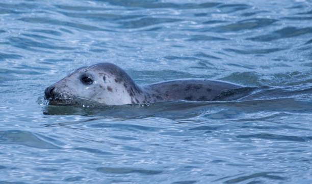 istock cute seal swimming in the sea 854170162