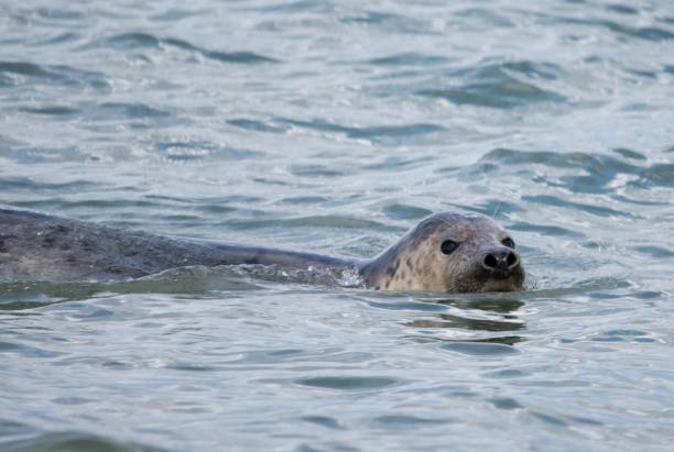 istock cute seal swimming in the sea 854170182