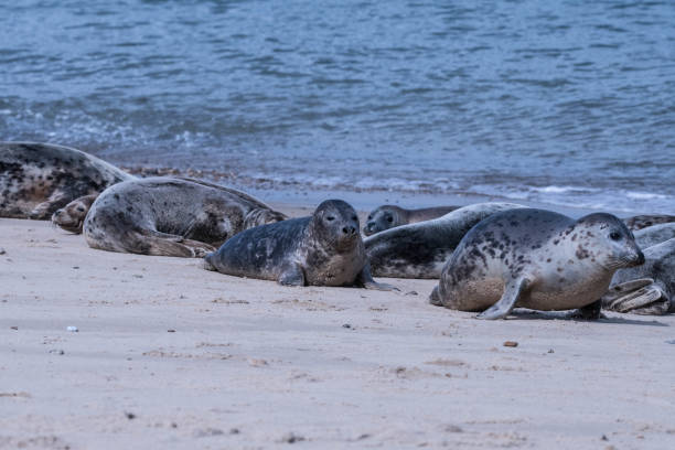 istock group of cute seals on the beach 854170632