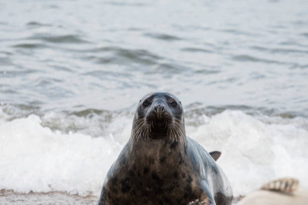 istock cute seal on the beach close up 854170638