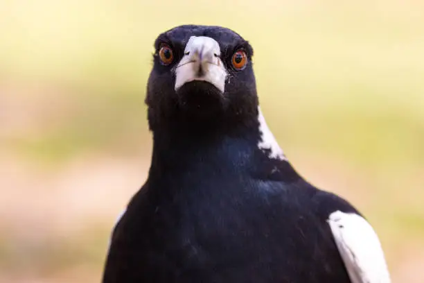 It's spring time in Australia as this magpie hunts for food on a hot day. finding a cache of seeds, he tries to collect them all in his beak at once. Notorious for swooping pedestrians and cyclists through the spring months, Magpies are a comical bird with a beautiful call and interesting behaviour