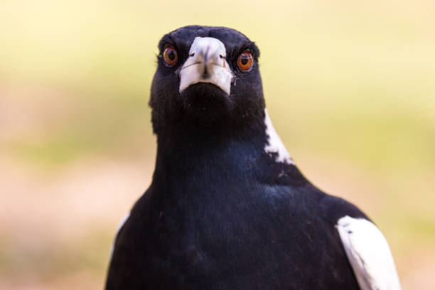 close up australian magpie hunts through the undergrowth for seeds and nuts - animal eye bird nature animal head imagens e fotografias de stock