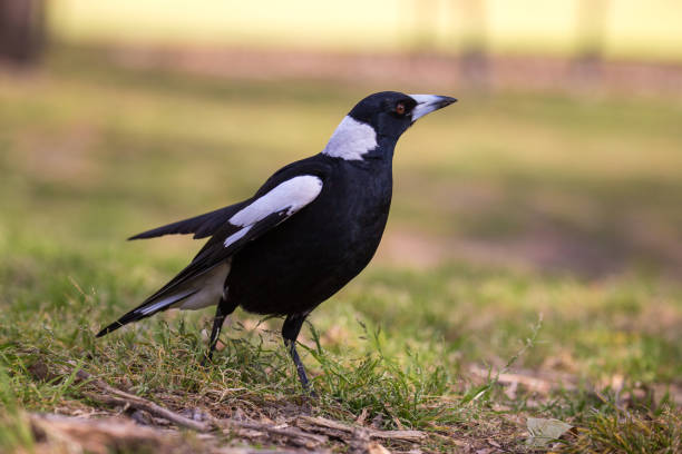 It's spring time in Australia as this magpie hunts for food on a hot day. finding a cache of seeds, he tries to collect them all in his beak at once. Notorious for swooping pedestrians and cyclists through the spring months, Magpies are a comical bird with a beautiful call and interesting behaviour