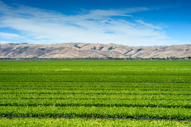 istock Field of Spinach Growing on Rural Farm 854175134