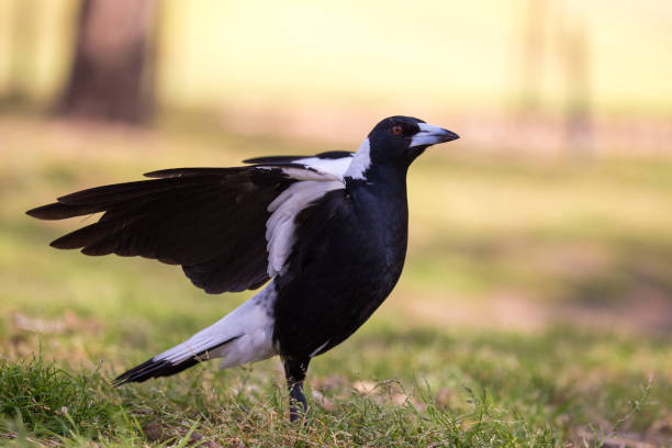 Close up Australian magpie hunts through the undergrowth for seeds and nuts stock photo