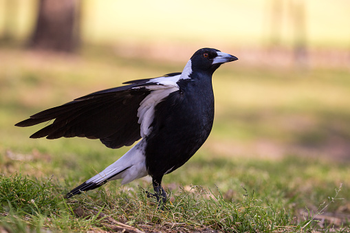 It's spring time in Australia as this magpie hunts for food on a hot day. finding a cache of seeds, he tries to collect them all in his beak at once. Notorious for swooping pedestrians and cyclists through the spring months, Magpies are a comical bird with a beautiful call and interesting behaviour