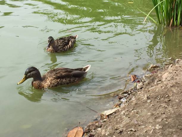 istock female mallard duck 854175878