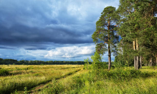 landscape storm clouds at sunset in the forest.