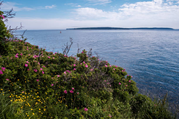 istock View of Bass Harbor Head Lighthouse 854176110