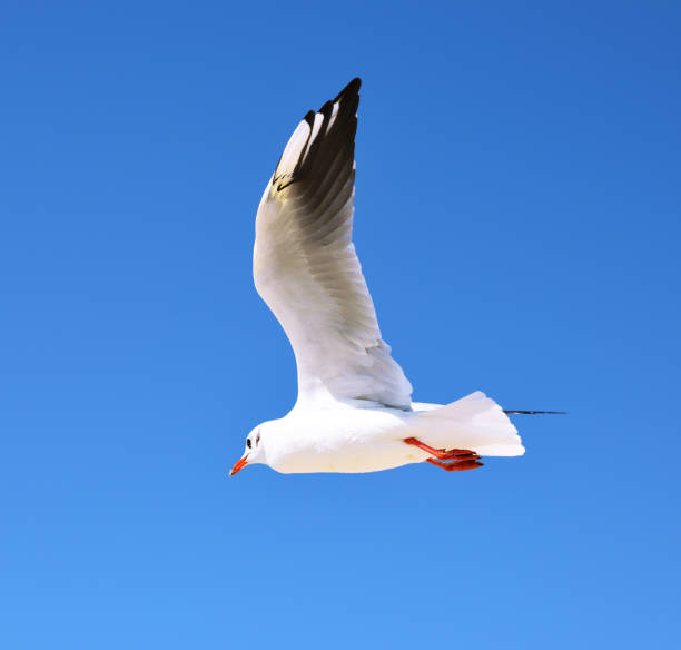 istock white sea gull flies in the sky 854179920