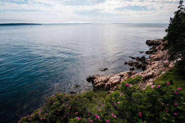 istock View of Bass Harbor Head Lighthouse 854182502