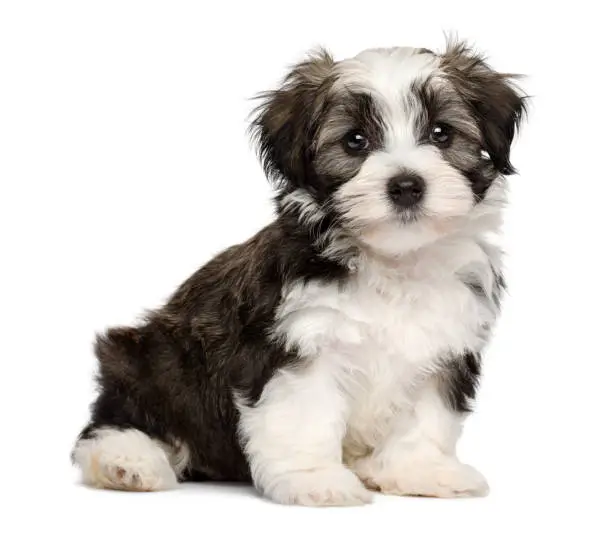 Cute silver sable havanese puppy dog is sitting and looking at camera, isolated on white background
