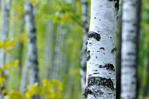 istock white birch trees in the autumn forest 854184196