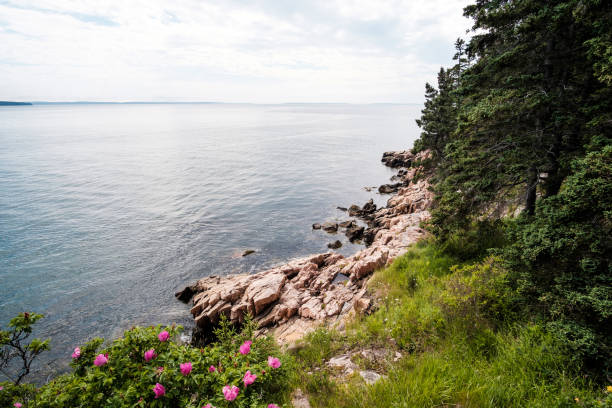 istock View of Bass Harbor Head Lighthouse 854184368