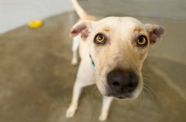 Curious Dog Curious dog is a cute curious dog looking funny right in your face. rescued dog stock pictures, royalty-free photos & images