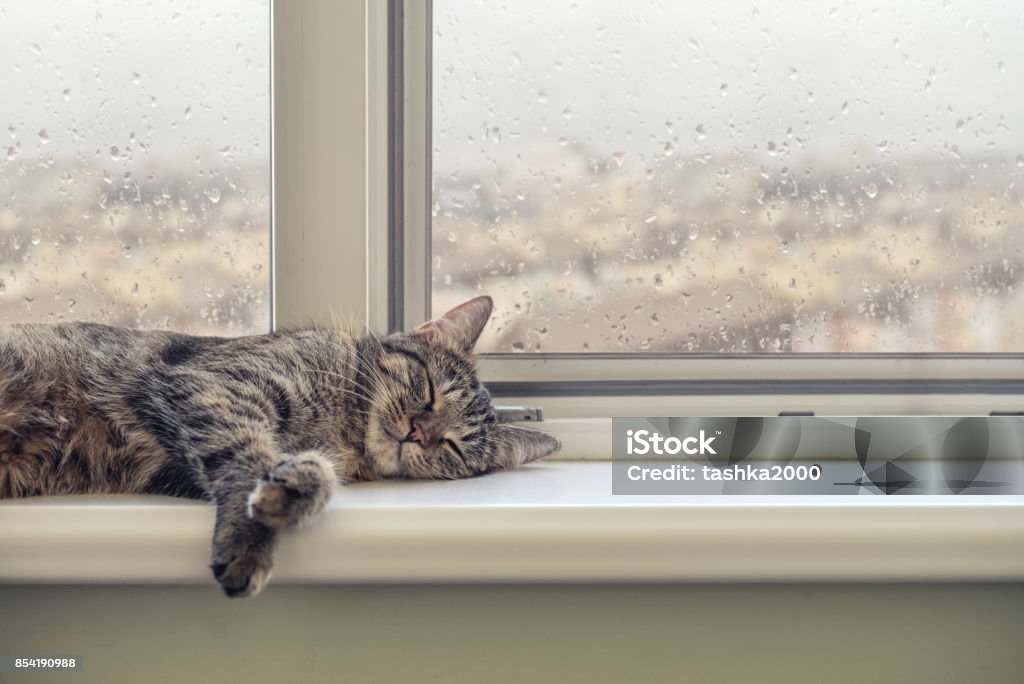 Linda cat dormitorio - Foto de stock de Gato doméstico libre de derechos