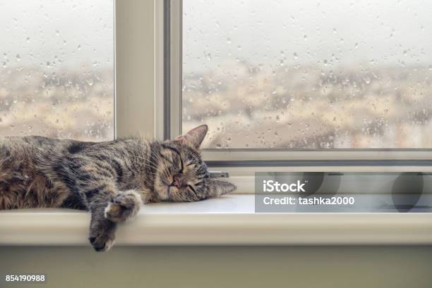 Linda Cat Dormitorio Foto de stock y más banco de imágenes de Gato doméstico - Gato doméstico, Lluvia, Dormir