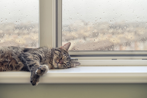 Cute cat sleeping on the windowsill in a rainy day