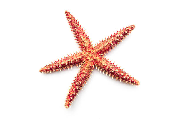 istock Real dry Starfish on the white background. 854195228