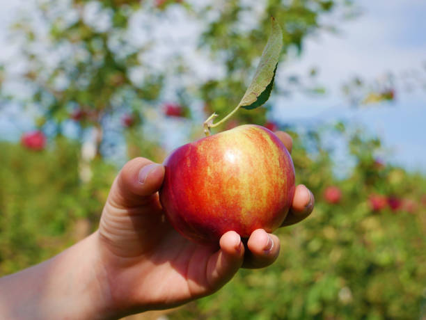istock Autumnal apples picking. Autumn harvest in orchard. 854202860