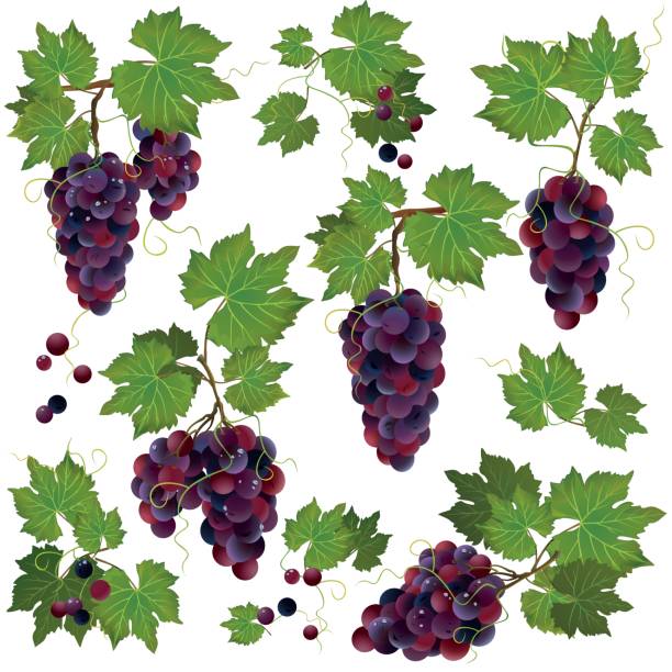 illustrazioni stock, clip art, cartoni animati e icone di tendenza di set di uva nera isolata su sfondo bianco - red grape