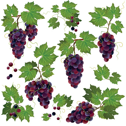 Set of black grape isolated on white background