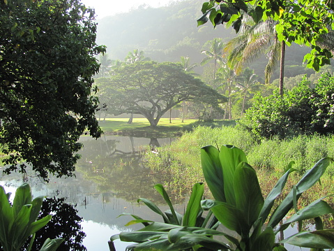 Lush green tropical garden with a large banyan tree reflecting its image in a pond.