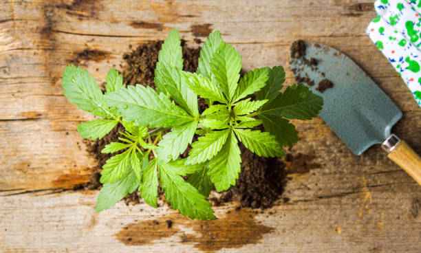 istock Marijuana plant growing from the ground 854212274