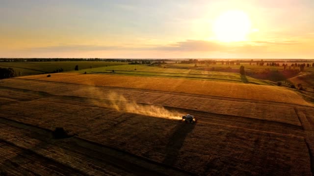 Combine harvester in sunlight at sunset. Harvesting wheat on the golden field. Aerial view.