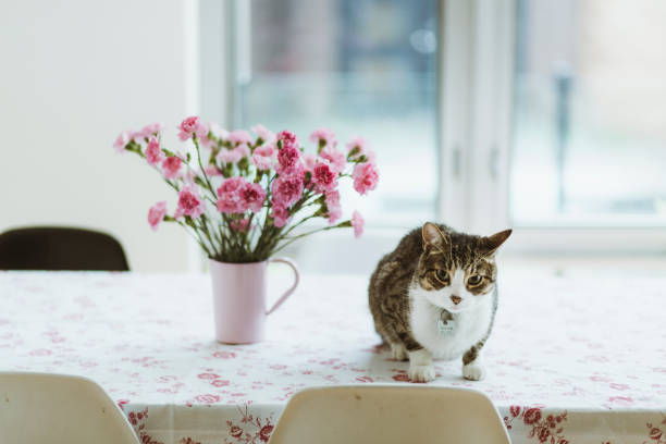 istock Tabby cat sitting on a dining table with flowers 854219300