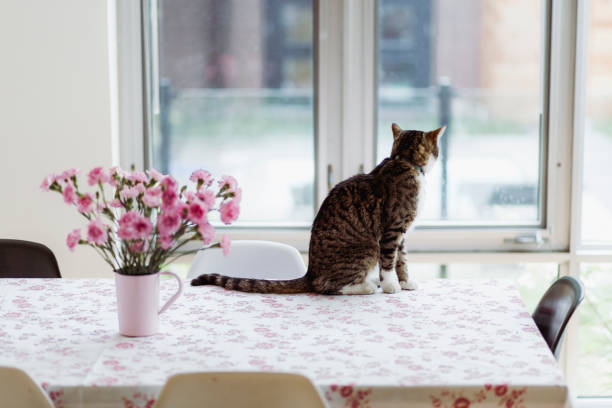 istock Tabby cat sitting on a dining table with flowers 854219308