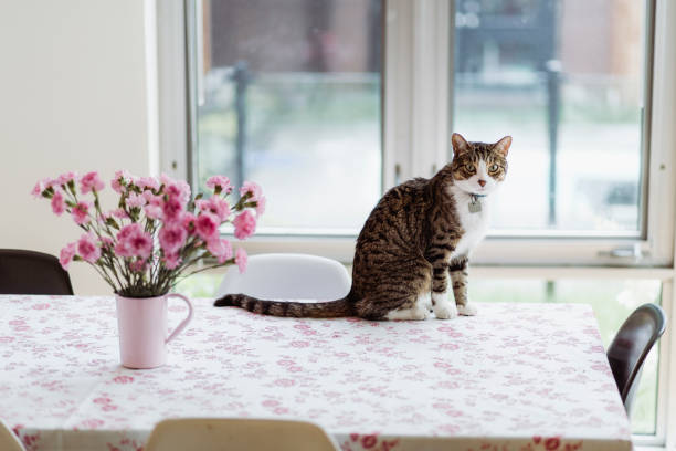 istock Tabby cat sitting on a dining table with flowers 854219312