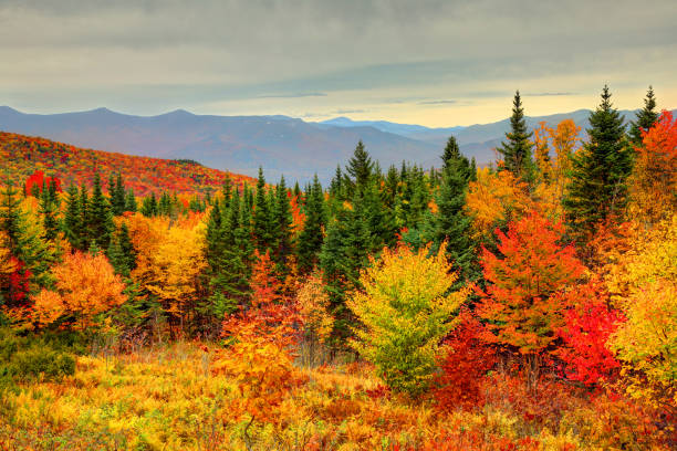 follaje de otoño en las montañas blancas de new hampshire - white mountain national forest fotografías e imágenes de stock