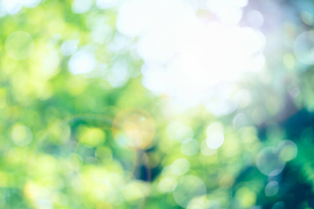 istock Warm green and yellow color tone blurred nature 854220198