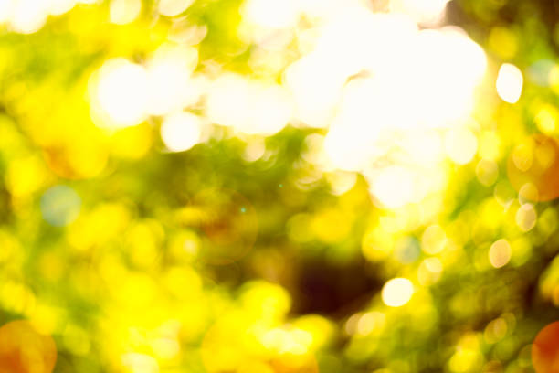 istock Warm yellow golden color tone blurred nature background 854220204