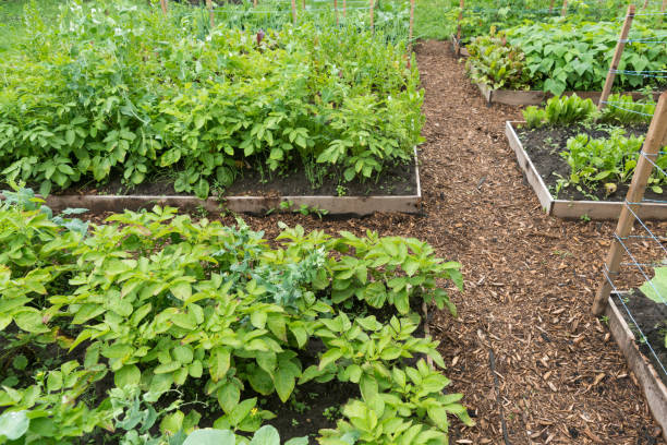 istock Garden beds with wood chip mulch 854220294