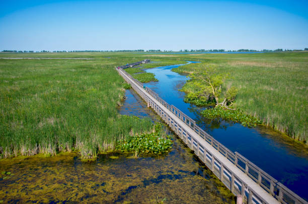 istock Boardwalk along Point Pelee provincial park during the summer in Ontario, Canada 854222602