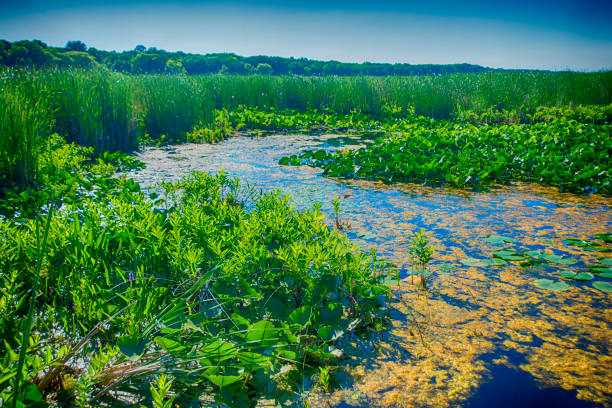 istock Marsh area in Point Pelee National Park, Ontario, Canada 854222604