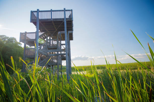 istock Point Pelee conservation area lookout in Ontario 854222652