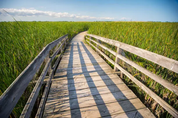 Wooden board walk on Pelee point conservation area, Ontario, Canada