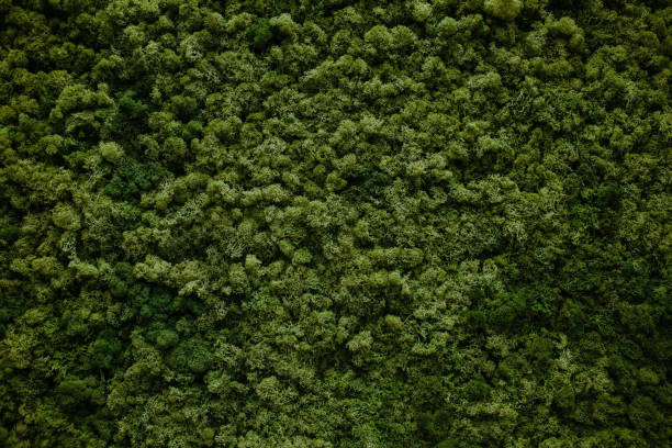 mur de mousse naturelle - environmental conservation nature green textured effect photos et images de collection