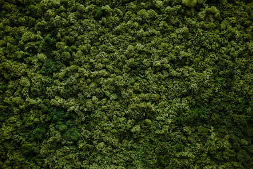 wall of natural moss