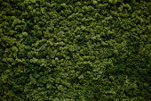 istock wall of natural moss 854230186