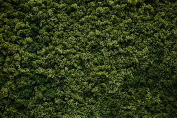 wall of natural moss stock photo