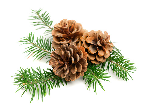 Christmas pine cones with branch on a white background. Decorate element