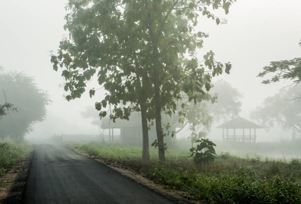 countryside road in the mist
