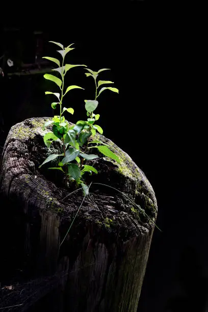 A plant growing out of the end of a old piling that  was once a living plant itself.